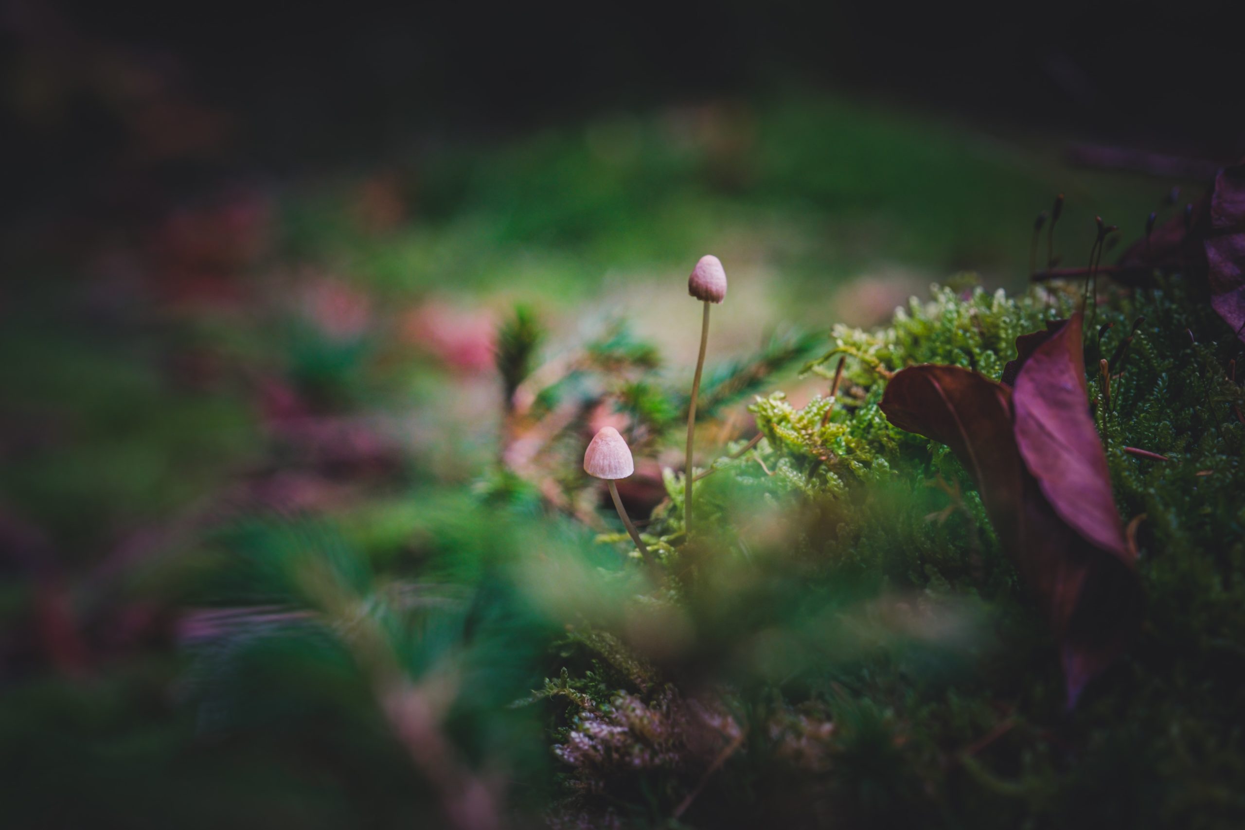 cover of previous post